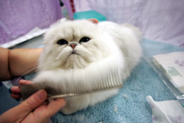 Sanbucca, a persian owned by Jim and Sally Kology of Bristol, Conn. is groomed by Sally prior to competition during the 3rd Annual Cat Fanciers Association-Iams Cat Championship, Saturday, Oct. 8, 2005 in New York. The CFA-Iams cat show is being held at Madison Square Garden through Sunday and features over 300 show cats. (AP Photo/Mary Altaffer)