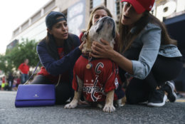 A Washington Capitals fans adore Ovie the Bulldog, dressed in a Washington Capitals forward Alex Ovechkin jersey, outside Capitol One Arena before that start of Game 4 of the NHL hockey Stanley Cup Final between the Washington Capitals and the Vegas Golden Knights, Monday, June 4, 2018, in Washington. (AP Photo/Carolyn Kaster)