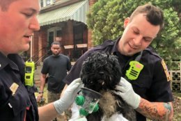 D.C. firefighters holding the dog they revived using an animal oxygen mask after a morning house fire in Northeast. (Courtesy DC Fire and EMS)