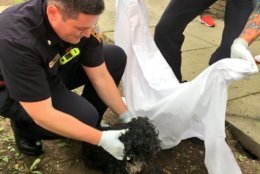 They used special oxygen masks designed for animals to save the pets. (Courtesy DC Fire and EMS)