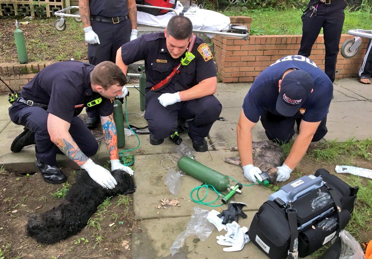 Firefighters rescued a dog and cat from a basement fire in a Northeast row house. (Courtesy DC Fire and EMS)