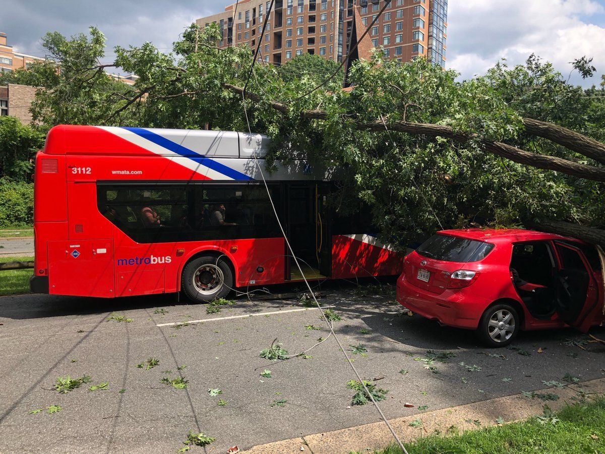 A tree fell onto a Metrobus and another vehicle in Alexandria Tuesday afternoon. (Courtesy International Association of Firefighters Local 2141)