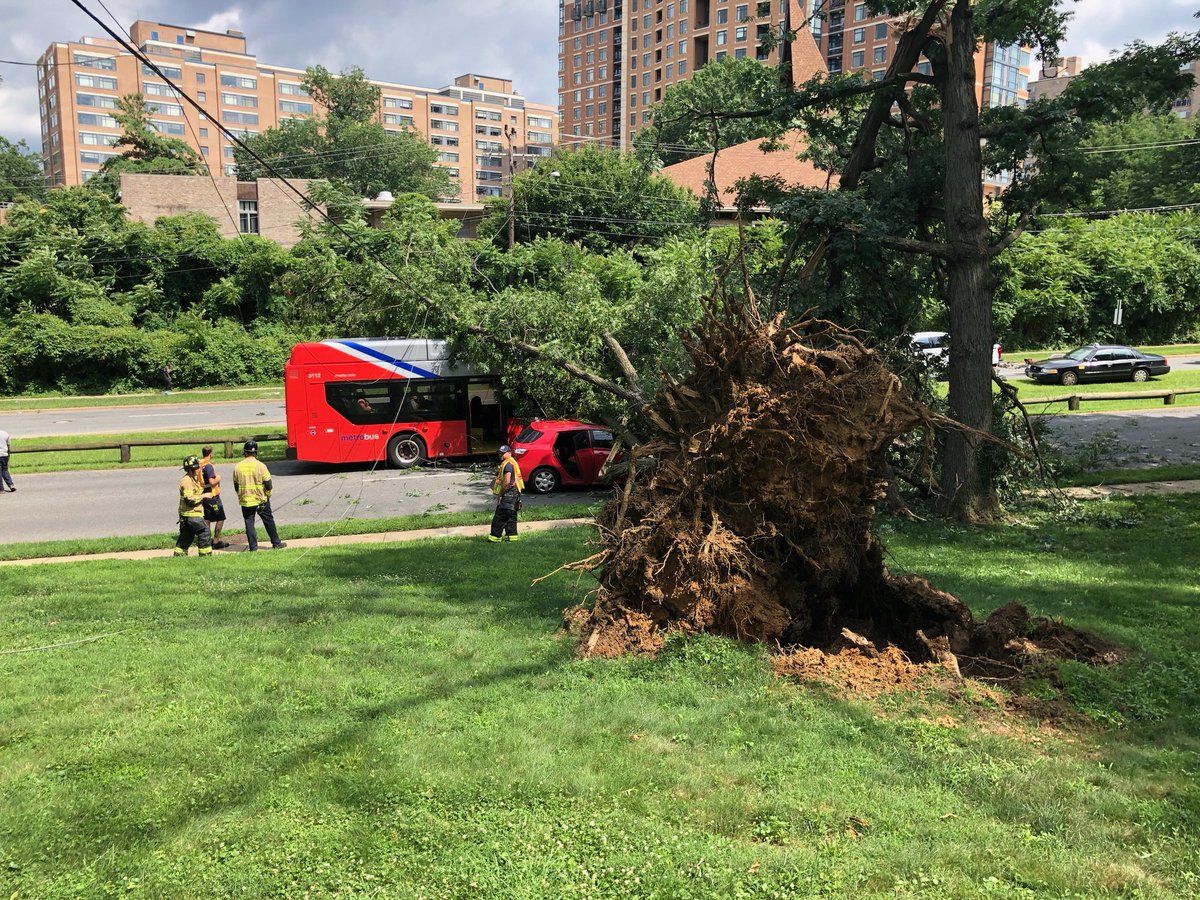 
The tree fell on the Metrobus in the 2200 block of Beauregard Street around 2:30 p.m. No injuries were reported, Alexandria police said.
