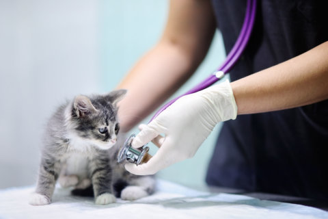 Prince George’s Co. animal shelter experiencing outbreak of feline distemper