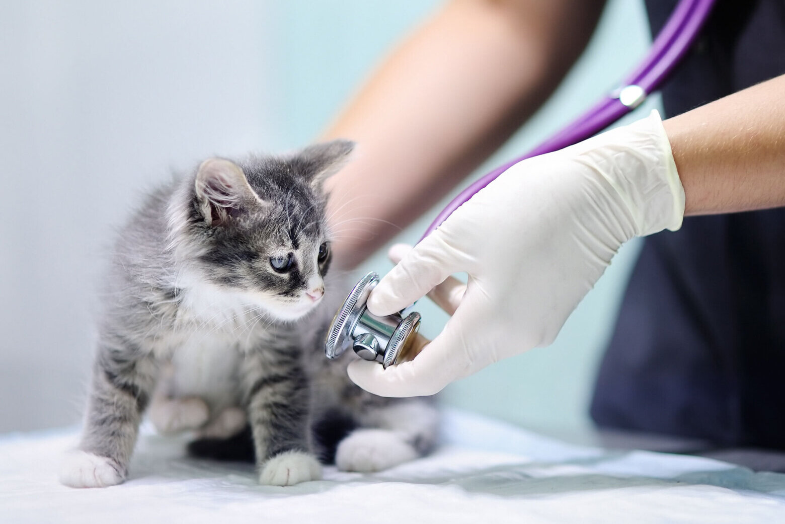 One of DC’s oldest veterinary hospitals to open 2nd location – WTOP News