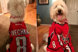 
Looks like Howie is stoked to be in Caps gear! (Courtesy Alishia Akhtar) 