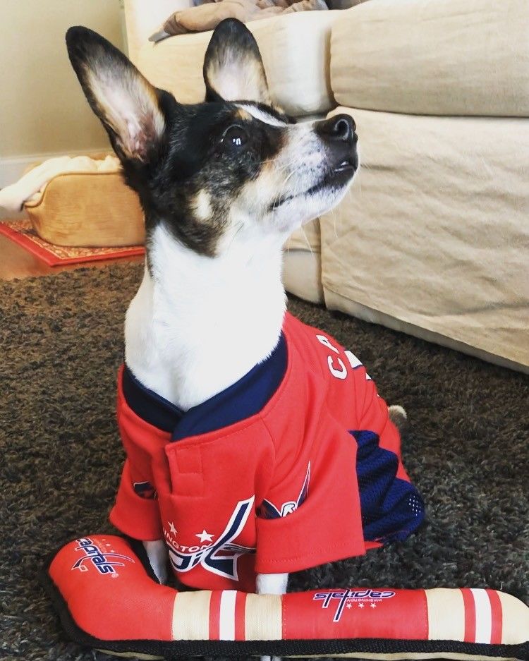 Yoshi the chihuahua/dachshund mix waiting patiently for Game 5 and snacks!