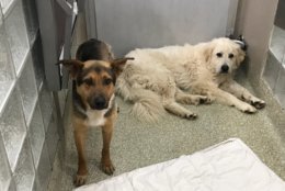 Two more dogs rescued from West Virginia. (WTOP/Michelle Basch)