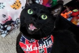 Patti Hinko writes: "I put this brand new bandana on my cat, Maddie, on April 12, when the Caps had their first playoff game. It hasn't come off since. It is a good luck charm because black cats are lucky!" (Courtesy Patti Hinko)