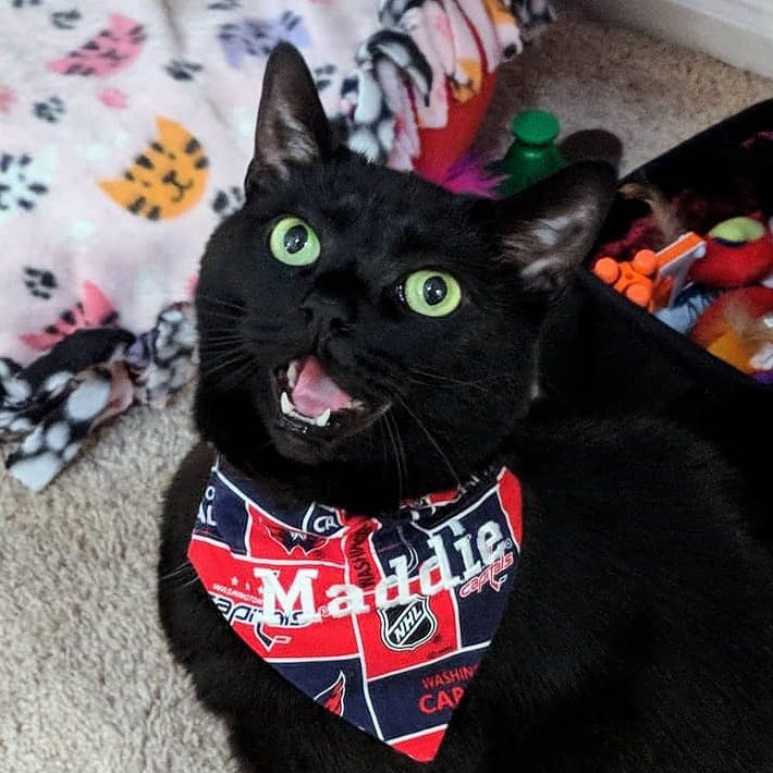 Patti Hinko writes: "I put this brand new bandana on my cat, Maddie, on April 12, when the Caps had their first playoff game. It hasn't come off since. It is a good luck charm because black cats are lucky!" (Courtesy Patti Hinko)