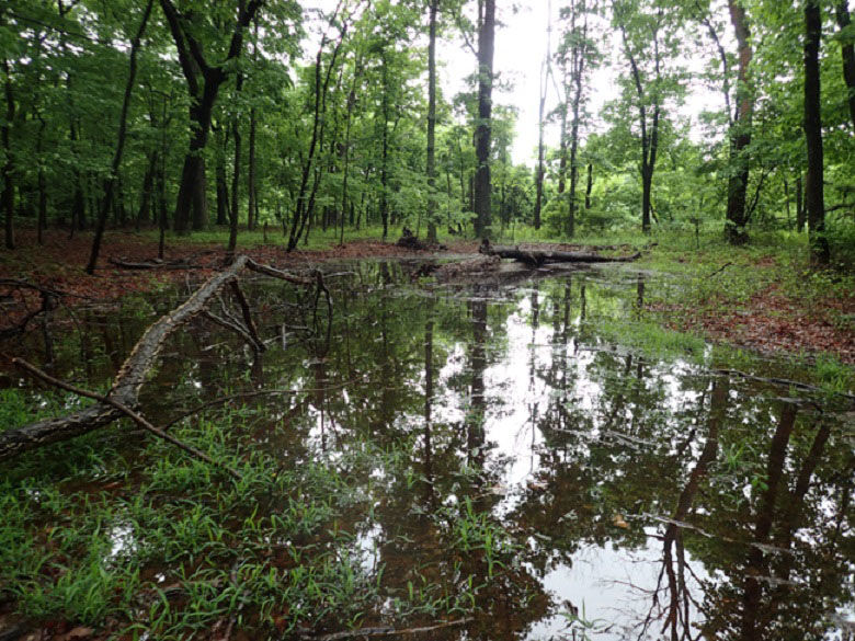 JK Moving, the largest independent moving company in North America, has purchased an 87-acre parcel of land in Northern Loudoun County, known as Stumptown Woods, for $1 million and placed it into conservation easement. (Courtesy Loudoun Wildlife Conservancy)