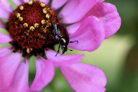 Ready to protect your lawn from Japanese beetle grubs? Start now
