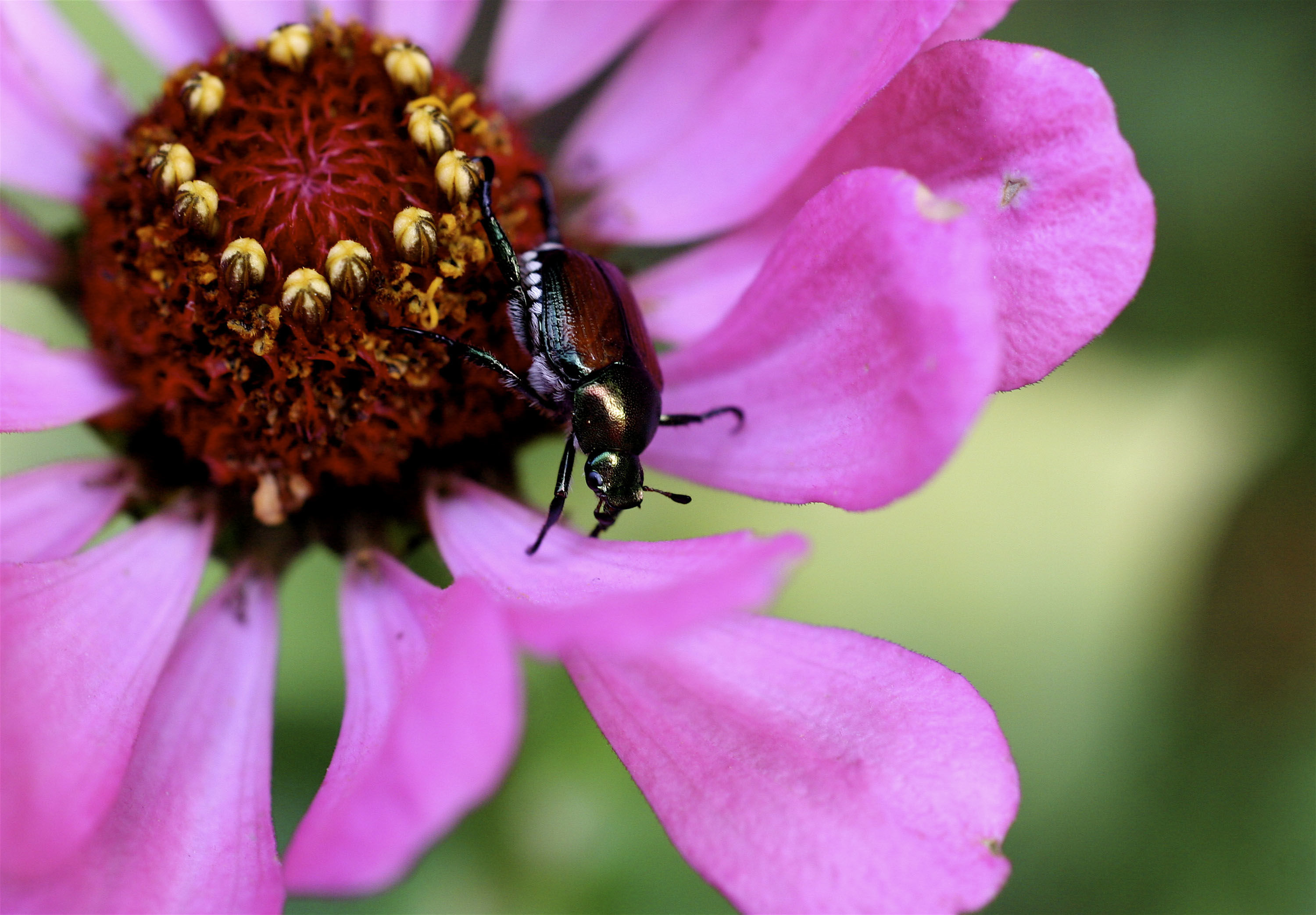Blundering Gardener: Waging war against the Japanese beetle – Twin