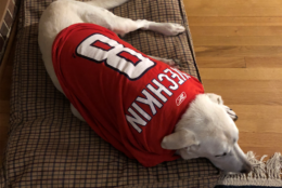 Caps fans of all kinds are now waiting for the puck to drop. (Courtesy Jon Spear)