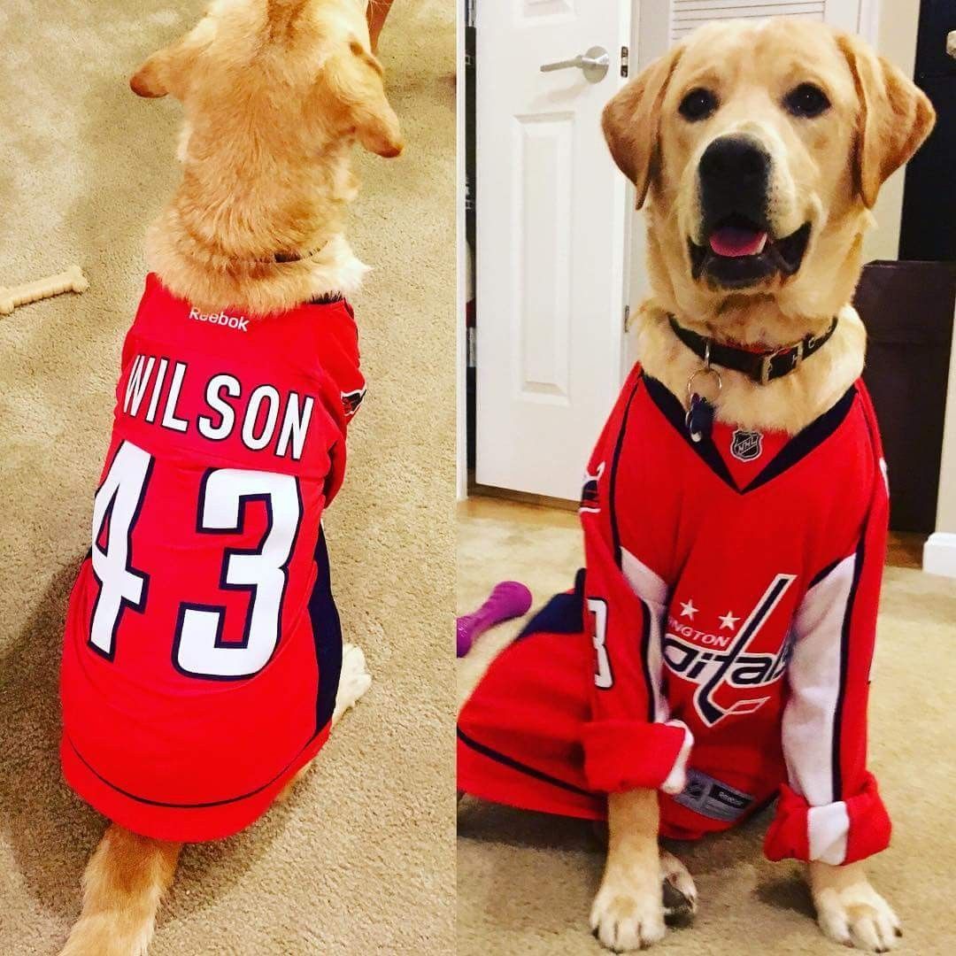 Linda Paul writes: "My grand dogs, Hank Williams and Roxi, ready for Game 5 tonight and bringing home the Stanley Cup." (Courtesy Linda Paul)
