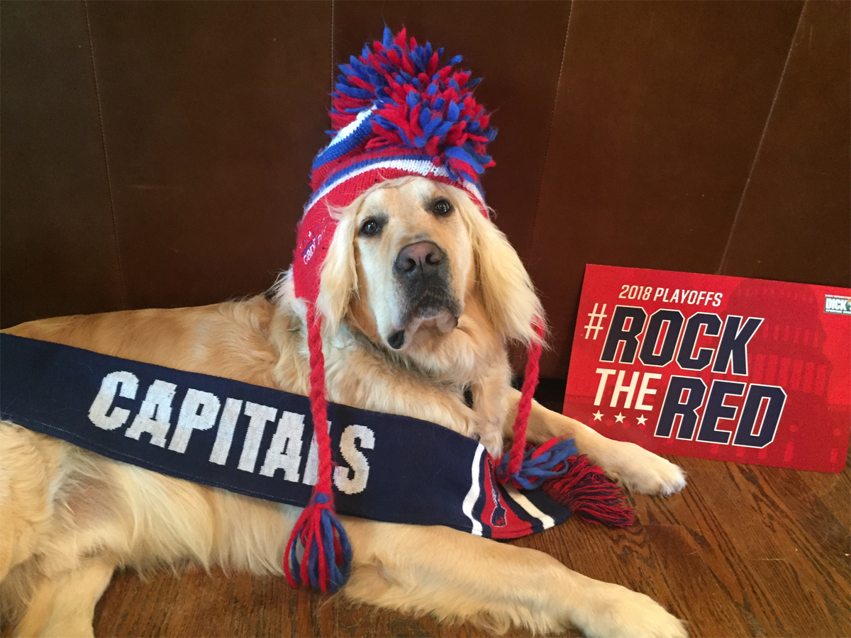 Morty here is more than ready to cheer on the Caps! (Courtesy Gayle Kaplan)