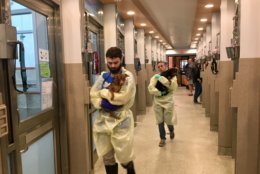 Members of the Humane Rescue Alliance caring for dogs rescued from a hoarding situation in West Virginia. (Courtesy of Humane Rescue Alliance)