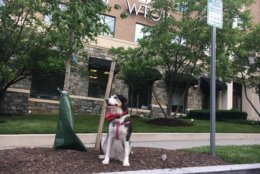 Haley the rescue dog from WARL is rocking the red in D.C. (and looking cute while doing it!) (Courtesy Eric Hauser)