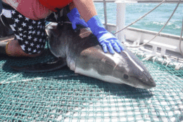 Virginia Institute of Marine Science researchers caught a 4-foot black tip shark on Friday during a longline fishing before a 12-to-13-foot great white showed up and ate the smaller shark. (Courtesy Virginia Institute of Marine Science)