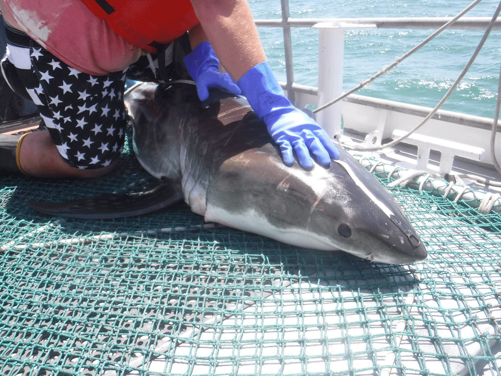 Virginia Institute of Marine Science researchers caught a 4-foot black tip shark on Friday during a longline fishing before a 12-to-13-foot great white showed up and ate the smaller shark. (Courtesy Virginia Institute of Marine Science)