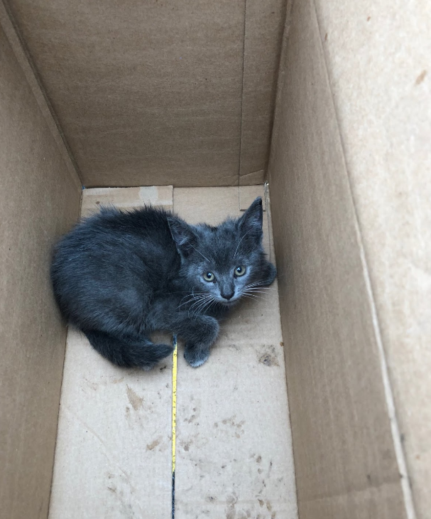 The Prince George's County Fire Department rescued a kitten that they named "River" from a car fender on Friday, June 22, 2018. (Courtesy Prince George's Fire Department)