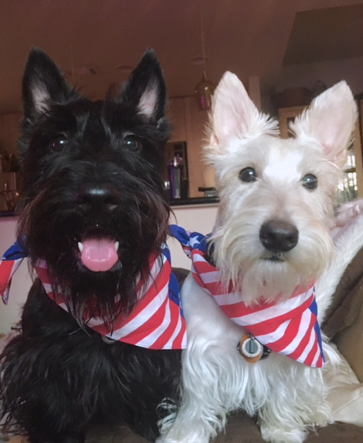 A WTOP listener said that even their dogs were cheering on the Caps. (Courtesy WTOP Listener) 