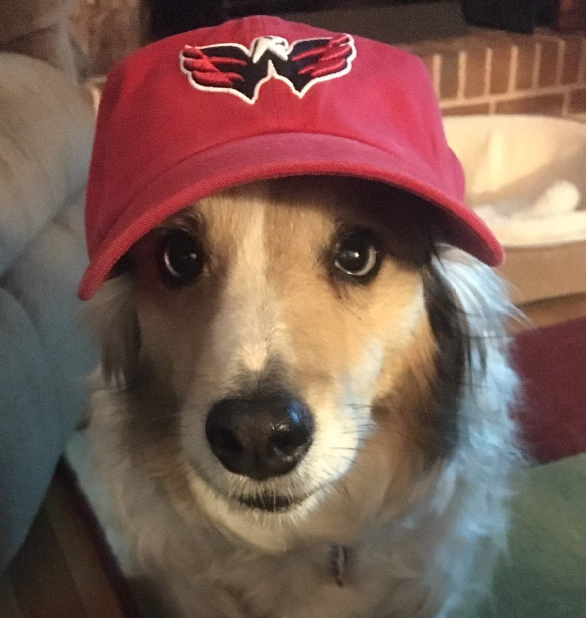 Caroline Hemenway writes: "Honey, our rescued border collie-Shetland sheepdog mix, rocks the red! And, she cheers with every #ALLCAPS goal!" (Courtesy Caroline Hemenway)