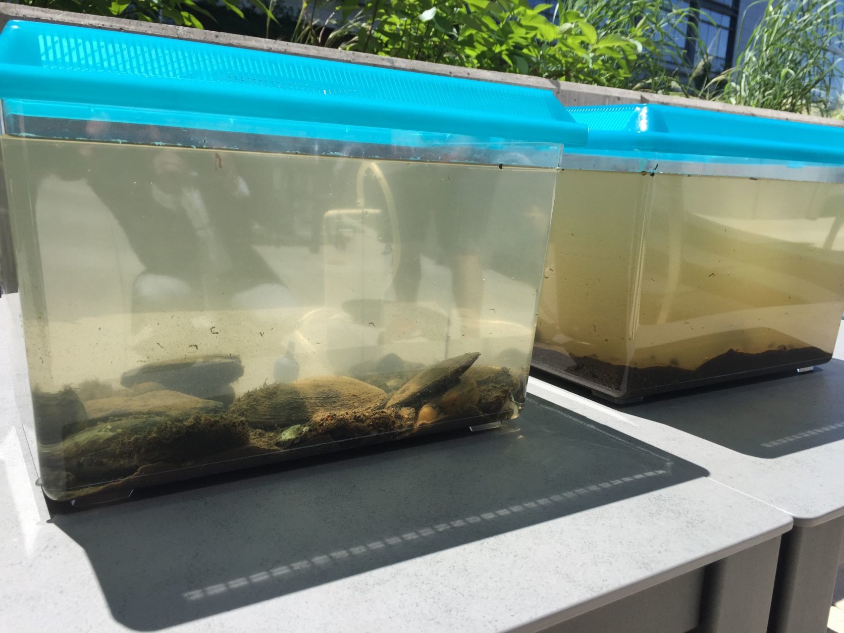 The water in both containers started out the same, but the one on the left is cleaner after an hour and a half of playing host to five water-filtering mussels. (WTOP/Kristi King)