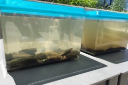 The water in both containers started out the same, but the one on the left is cleaner after an hour and a half of playing host to five water-filtering mussels. (WTOP/Kristi King)