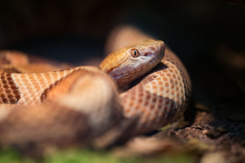 Copperhead snake bites man at Montgomery Co. lake