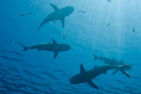 Would you swim with sharks to erase your debt?