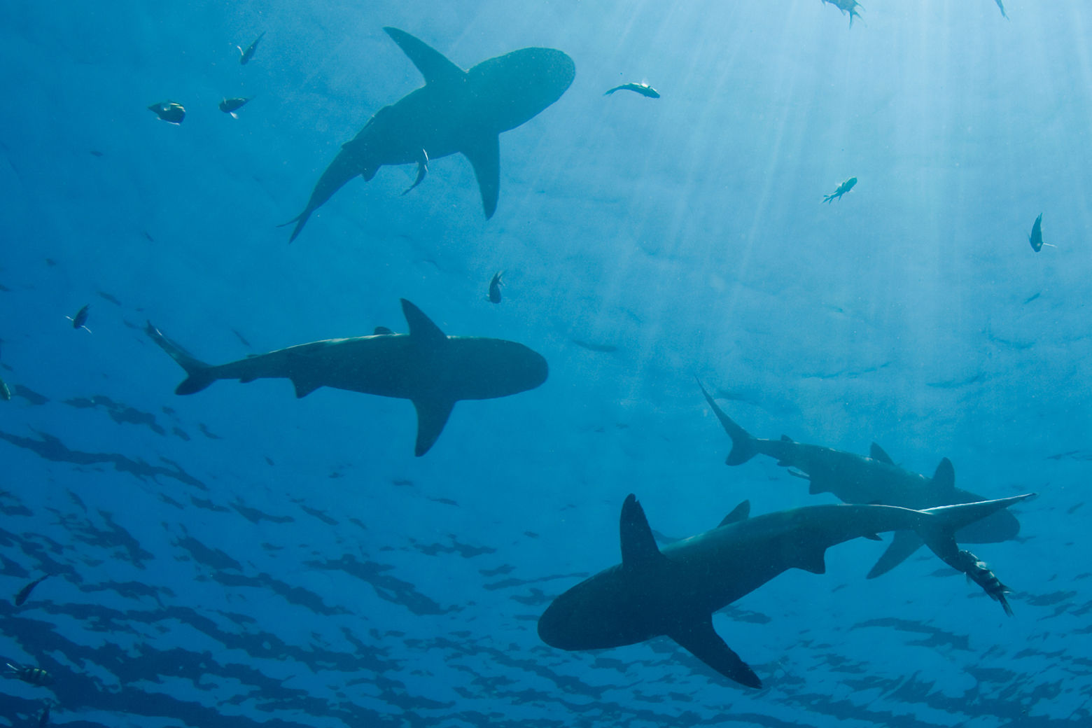Would you swim with sharks to erase your debt? - WTOP News