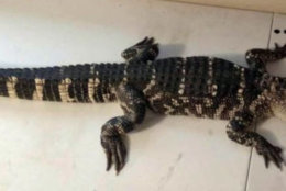 D.C. police ran into this alligator while on patrol Wednesday night. (Courtesy D.C. police)