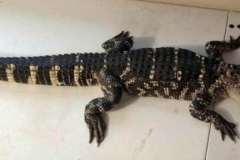 DC police run into 5-foot caiman