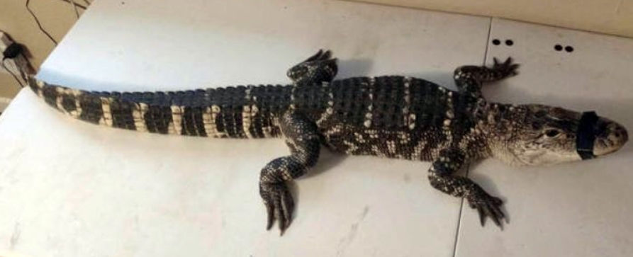 D.C. police ran into this alligator while on patrol Wednesday night. (Courtesy D.C. police)