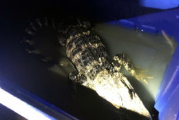 Animal Control will be relocating the four-foot alligator to a safe habitat. (Courtesy D.C. police)