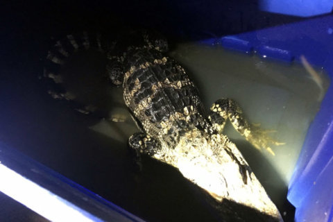 WATCH: DC police find 5-foot reptile, dogs in Southeast basement