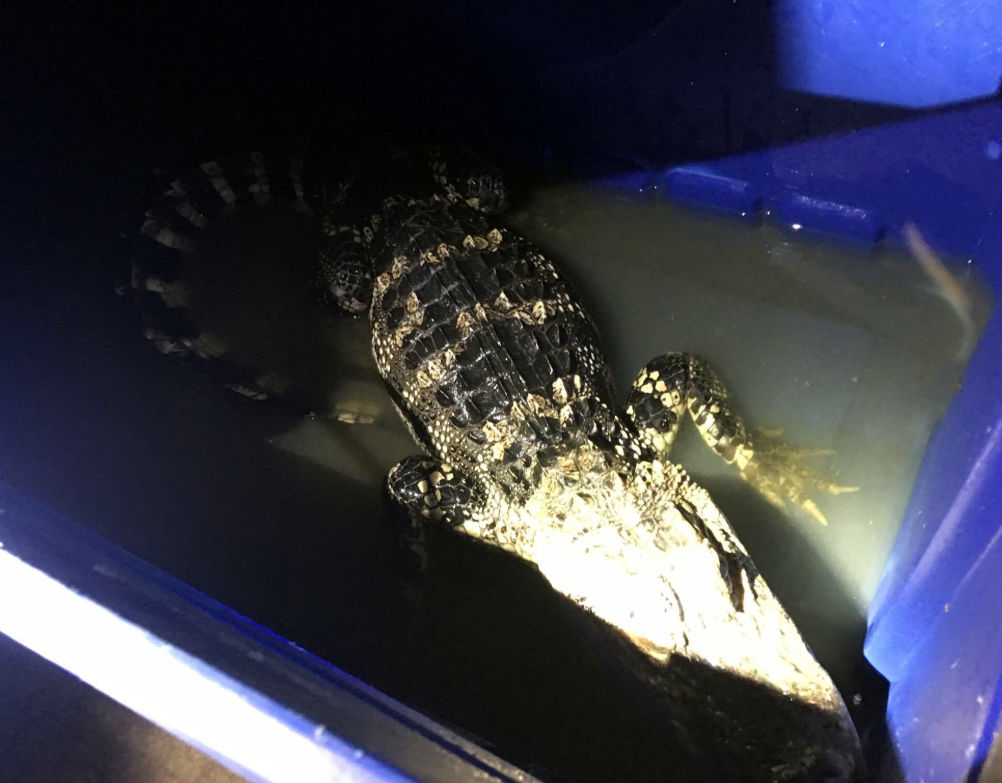 Animal Control will be relocating the four-foot alligator to a safe habitat. (Courtesy D.C. police)