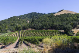 Vineyard outside Santa Rosa California