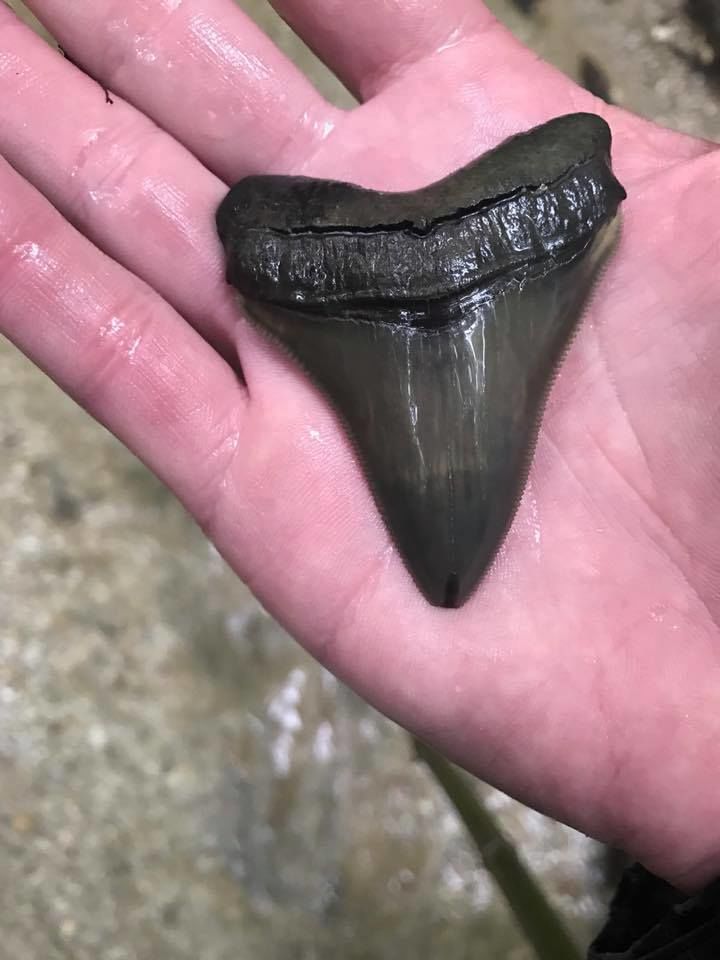 The Maryland Department of Natural Resources shared photos of shark teeth found in a Huntingtown creek Monday. (Courtesy Maryland Department of Natural Resources)