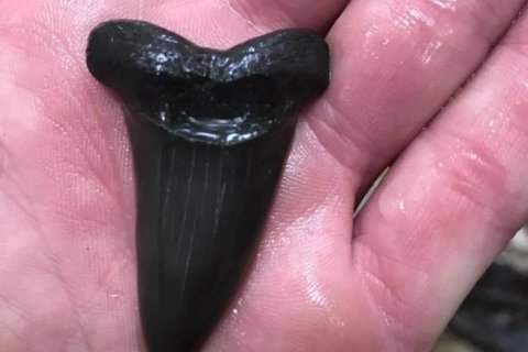 PHOTOS: Shark teeth found in Huntingtown creek
