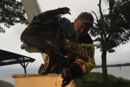 David Stine, owner of C.I.W. Tree Services on Cobb Island, brought the osprey down using one of his company's bucket trucks. (Courtesy Anna Pence via Facebook)