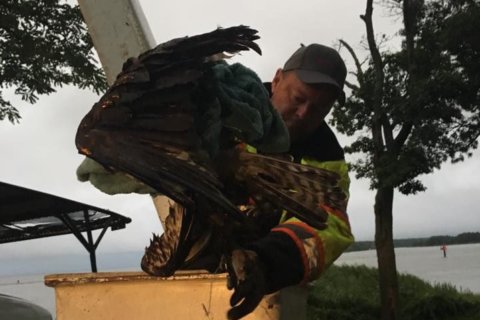 Cobb Island osprey rescued thanks to locals, Md. Dept. of Natural Resources