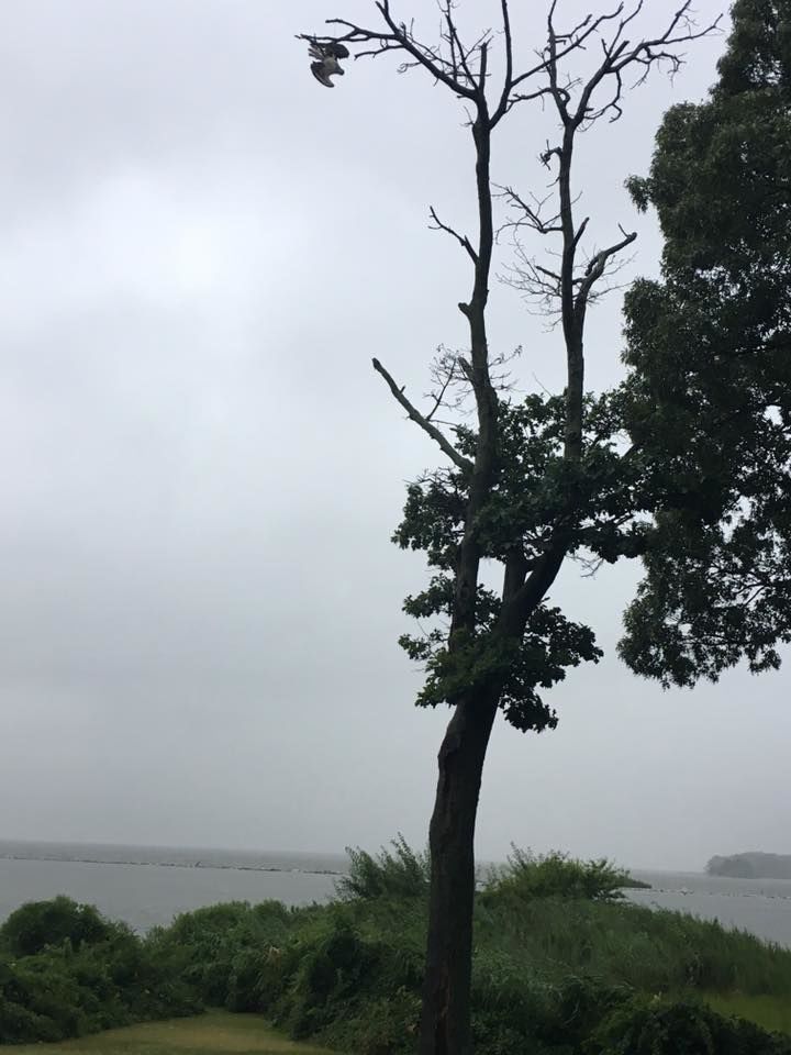 The osprey was trapped to the tree branch over 50 feet off the ground by fishing line. (Courtesy Anna Pence via Facebook)