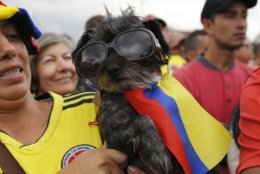 A Colombia soccer fan holds a flag-wearing dog in sunglasses during a live telecast of the Russia World Cup match between Colombia and England in Bogota, Colombia, Tuesday, July 3, 2018. (AP Photo/Fernando Vergara)