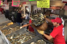 To supplement the number of crabs stocked from the Chesapeake Bay, Jessie Taylor's Seafood is getting them from the Carolinas and a far away as Louisiana and Florida. (WTOP/Kristi King)
