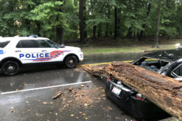 A tree fell atop this parked car on Massahusetts Avenue in Northwest D.C. on Monday. (WTOP/Dan Friedell)