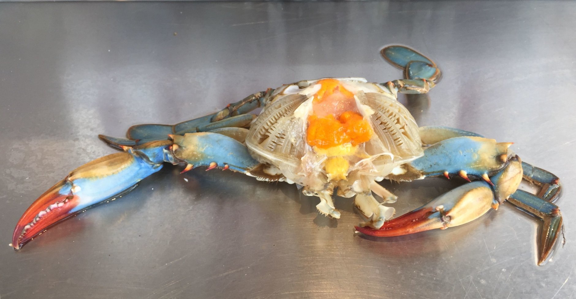 The orange stuff inside this female crab are eggs that some people find a delicacy. (WTOP/Kristi King)