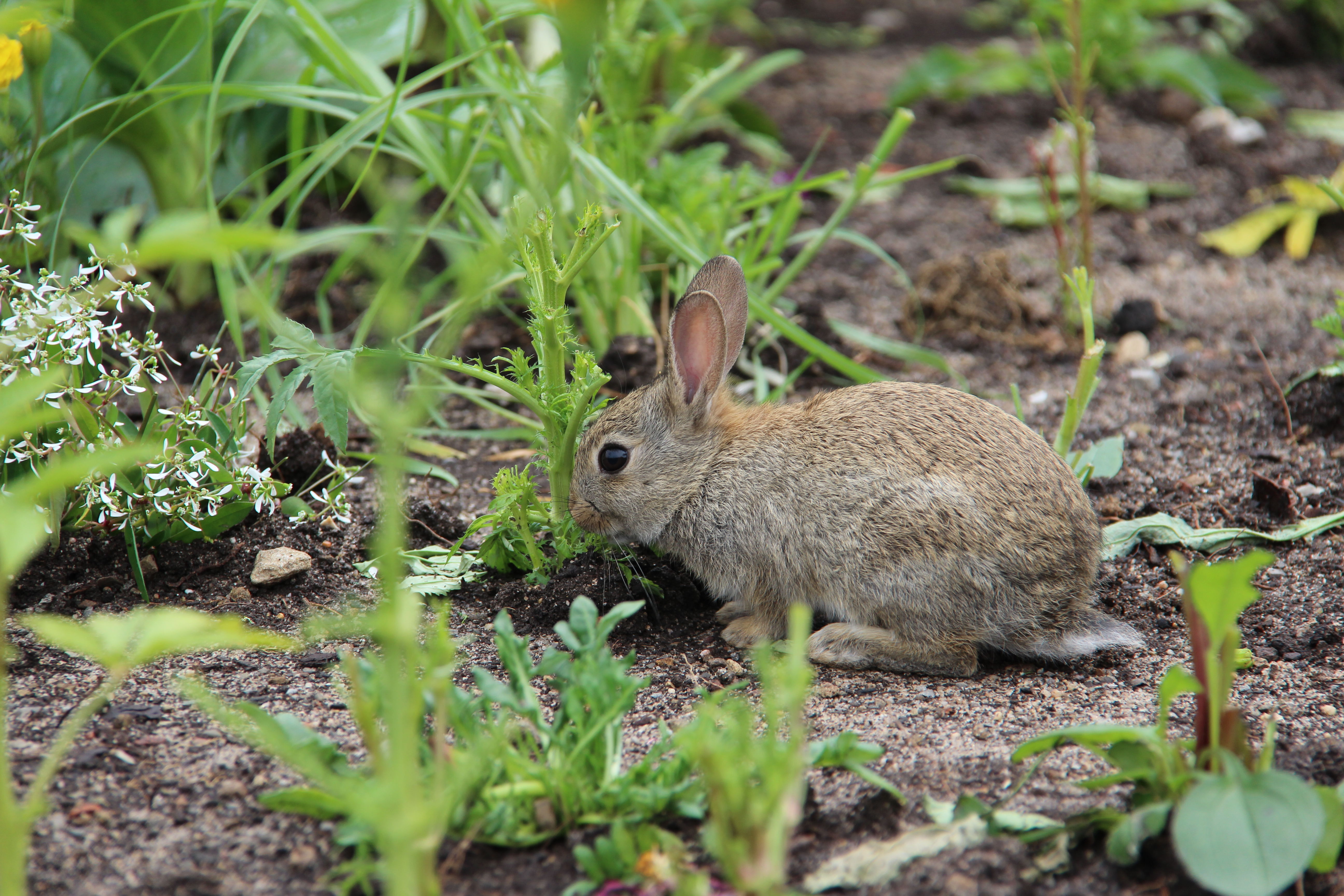 How To Deal With Garden Problems From Surge In Rabbits Wtop