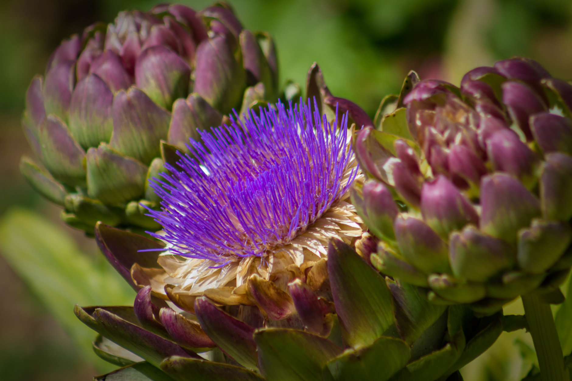 Three Bright and brilliant Artichoke blooms, one with flowering fringed purple top.